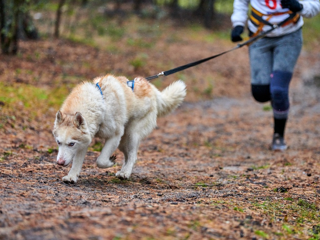 Husky et son maître en session de running dans les bois, attachés ensemble par un harnais de canicross